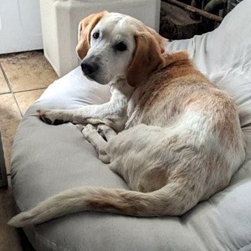 RALPH, an adoptable Basset Hound & Yellow Labrador Retriever Mix in Pennsville, NJ_image-2