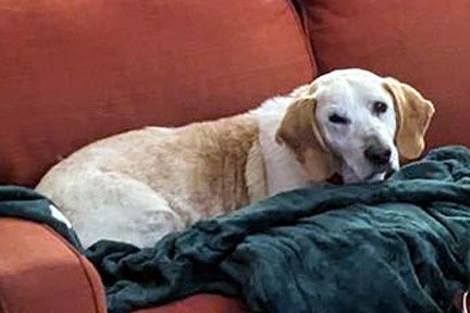 RALPH, an adoptable Basset Hound & Yellow Labrador Retriever Mix in Pennsville, NJ_image-3