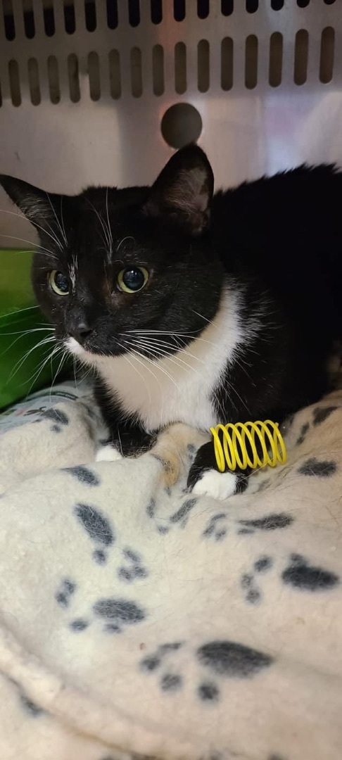 Millie, an adoptable Tuxedo Mix in Humboldt , SK_image-2