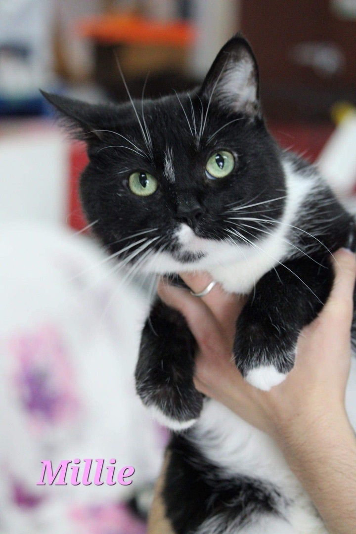 Millie, an adoptable Tuxedo Mix in Humboldt , SK_image-1