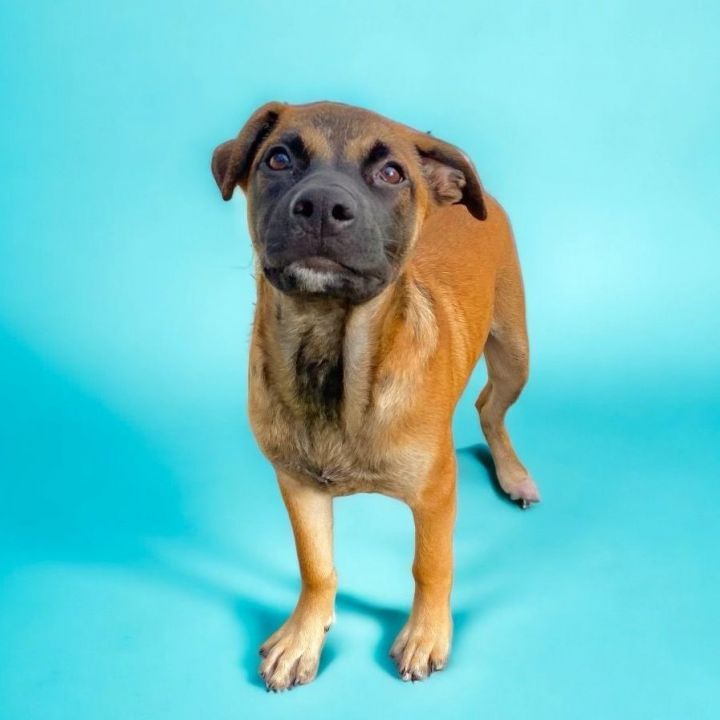 Rocco, an adoptable Rhodesian Ridgeback & Hound Mix in Quincy, MA_image-2