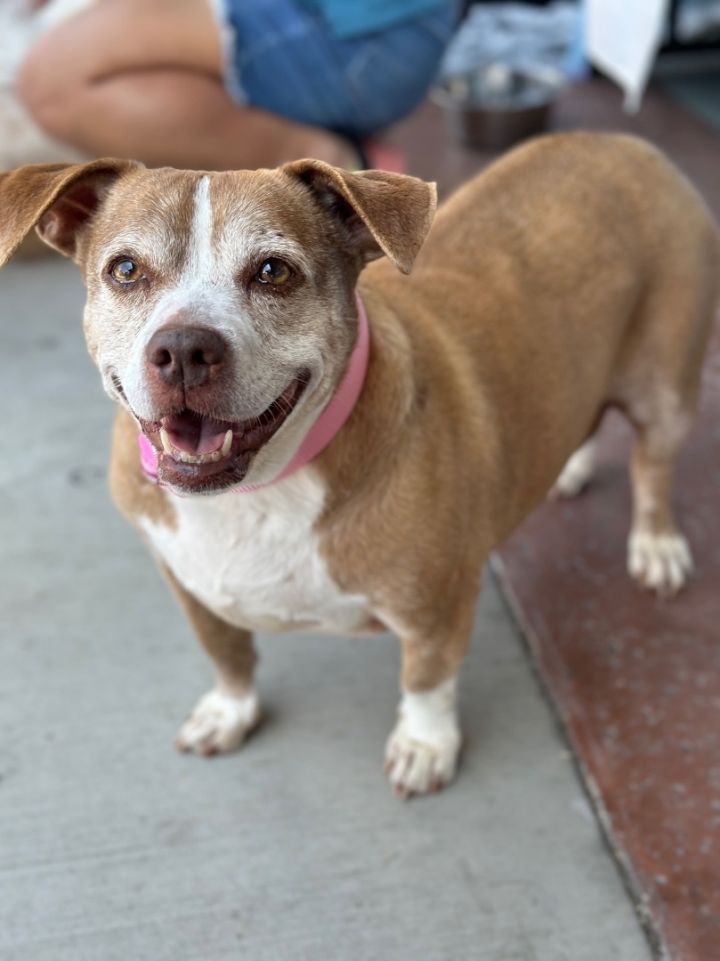 Layla, an adoptable Terrier Mix in Newport Beach, CA_image-2