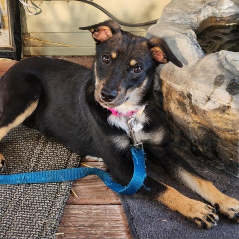 Chester, an adoptable Terrier, Australian Shepherd in Joliet, IL, 60436 | Photo Image 4