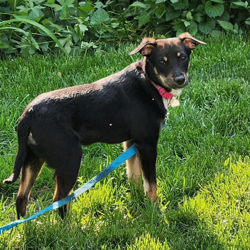 Chester, an adoptable Terrier, Australian Shepherd in Joliet, IL, 60436 | Photo Image 4