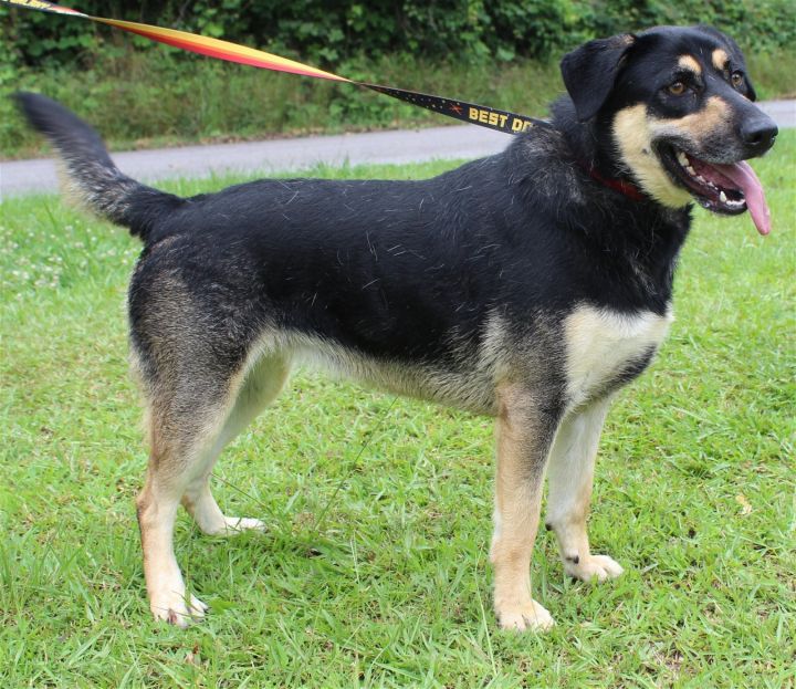 Luna 36957, an adoptable German Shepherd Dog Mix in Prattville, AL_image-2