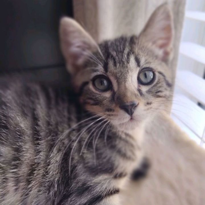 Zoomer, an adoptable Tabby & Domestic Short Hair Mix in Peachtree City, GA_image-1