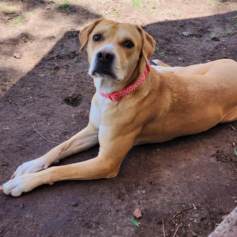 Sadie - PAWS, an adoptable Mixed Breed in Las Cruces, NM, 88001 | Photo Image 2