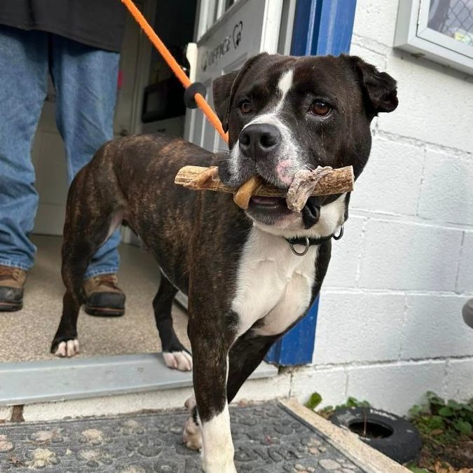 Rio, an adoptable American Bulldog & Boxer Mix in Dillsburg, PA_image-6