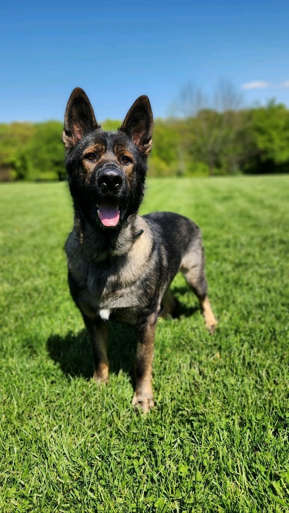 Gris, an adoptable German Shepherd Dog Mix in Columbus, OH_image-1