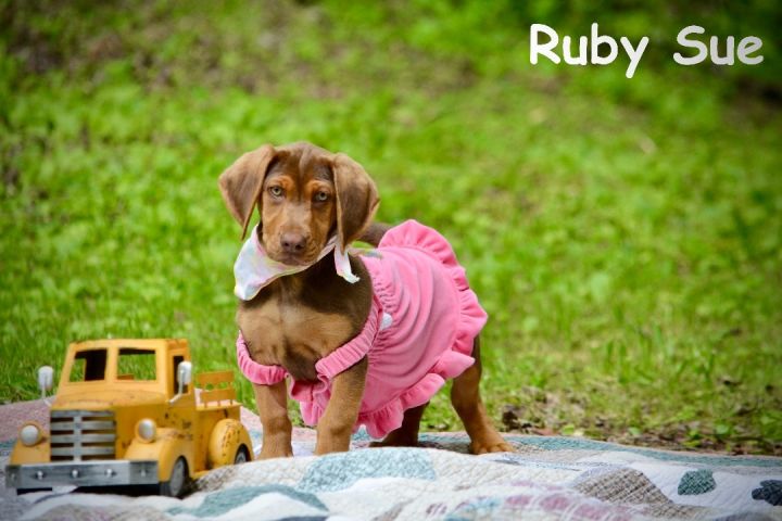 Ruby Sue, an adopted Hound Mix in Sevierville, TN_image-2