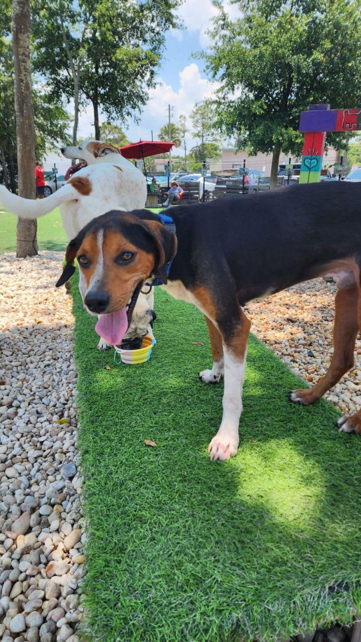 Jimmie, an adoptable Beagle & Coonhound Mix in Jacksonville Beach, FL_image-6