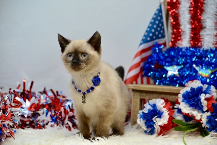 Leliana, an adopted Siamese in Sevierville, TN_image-3