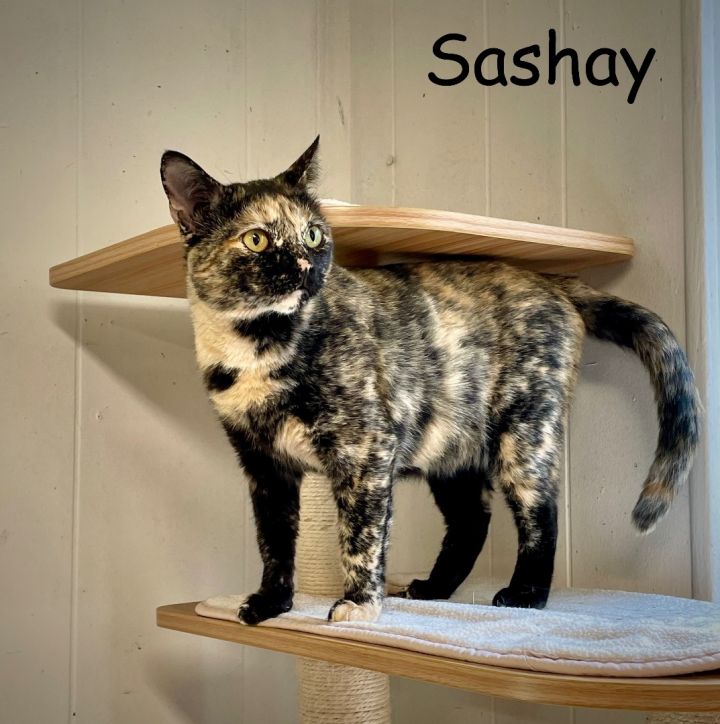 Sashay  3