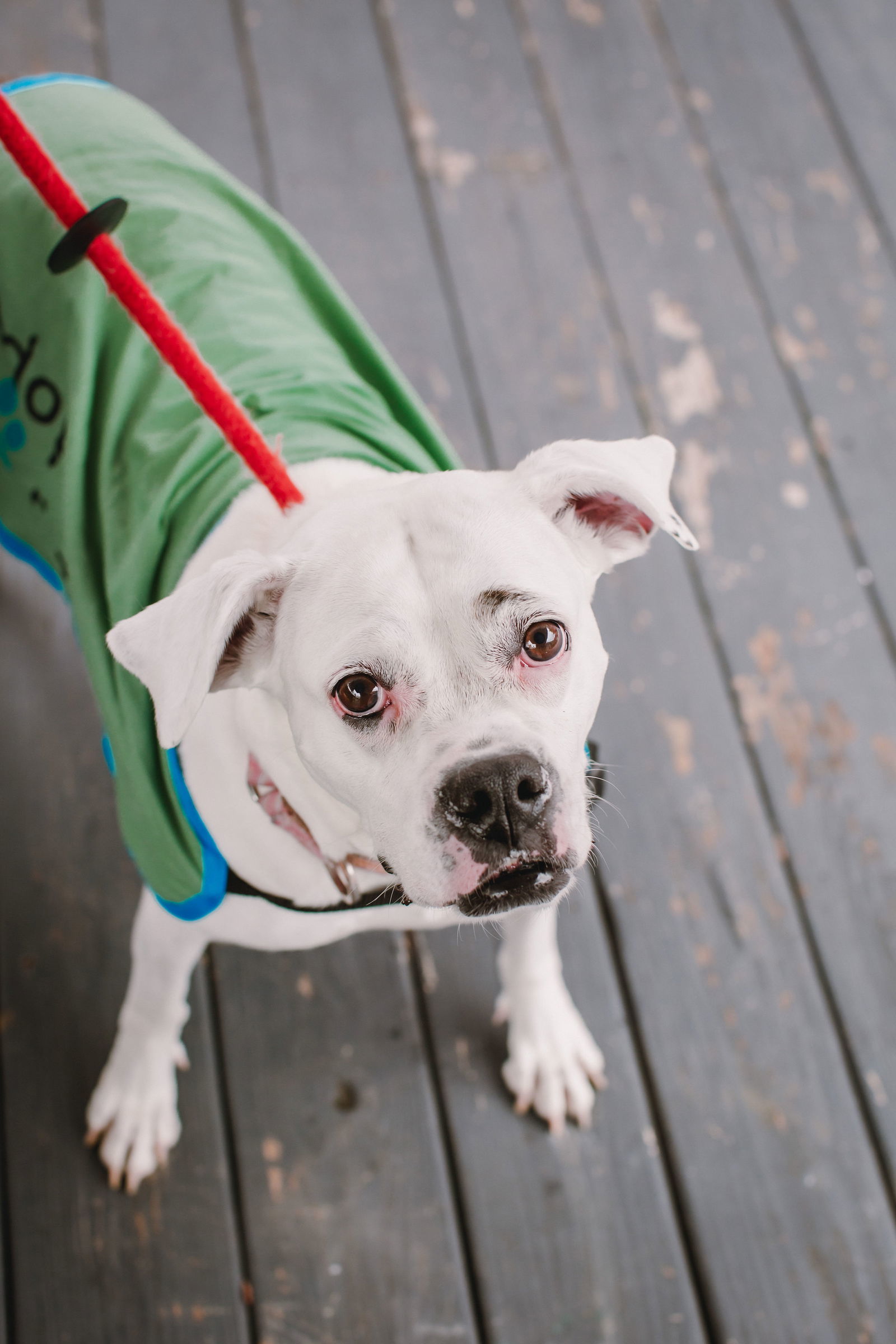 Snow, an adoptable Boxer in Richmond, VA, 23231 | Photo Image 1