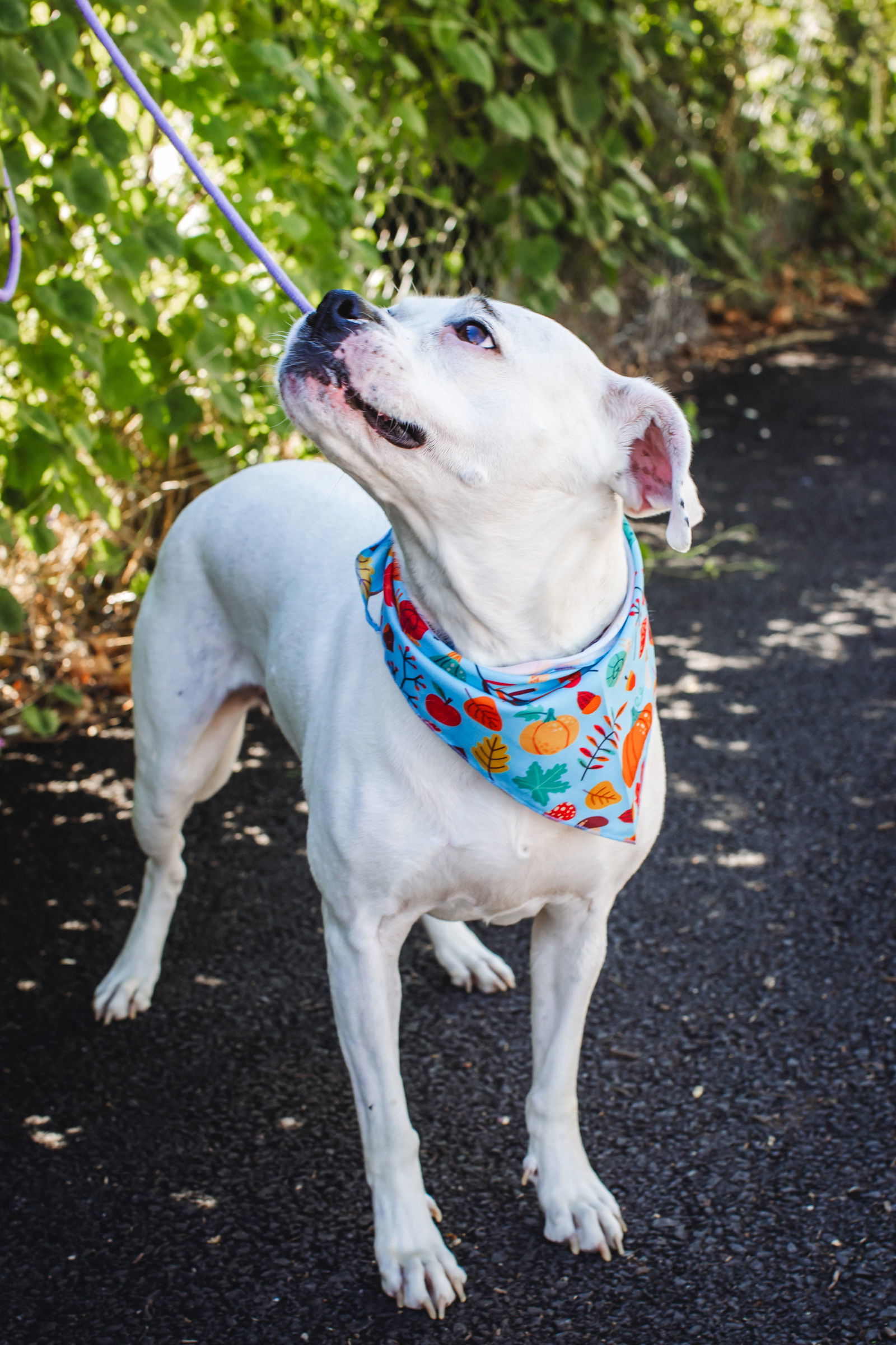 Snow, an adoptable Boxer in Richmond, VA, 23231 | Photo Image 2