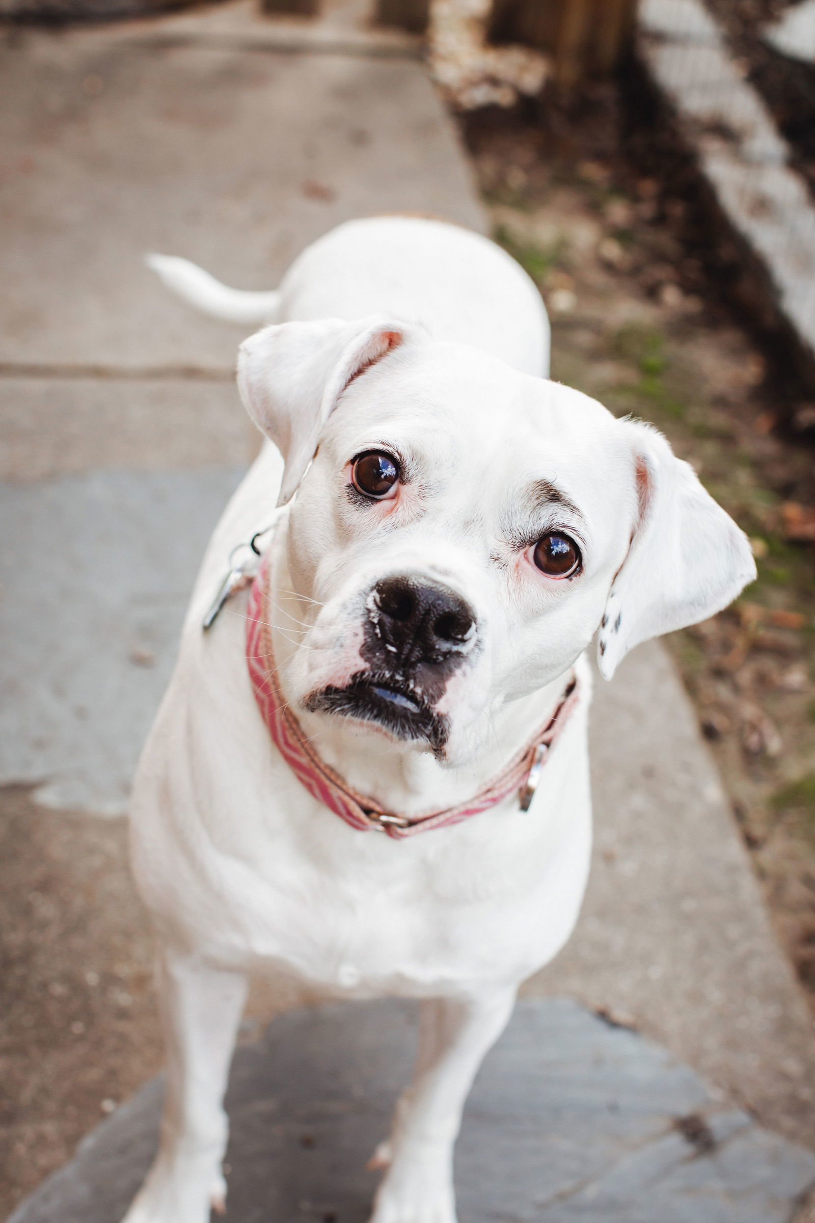 Snow, an adoptable Boxer in Richmond, VA, 23231 | Photo Image 3