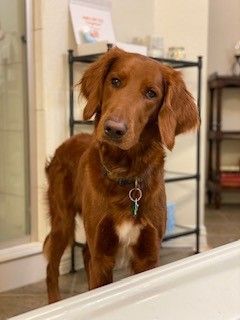 Irish setter best sale dogs for adoption