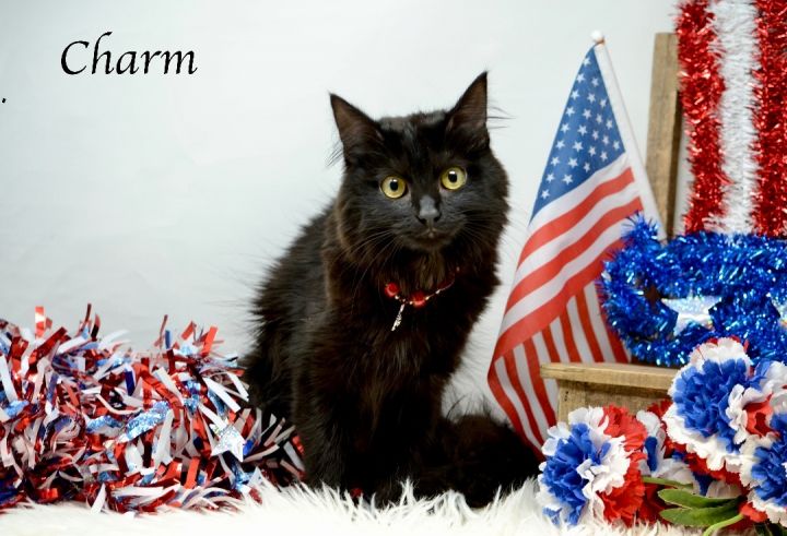 Charm, an adopted Domestic Long Hair in Sevierville, TN_image-2