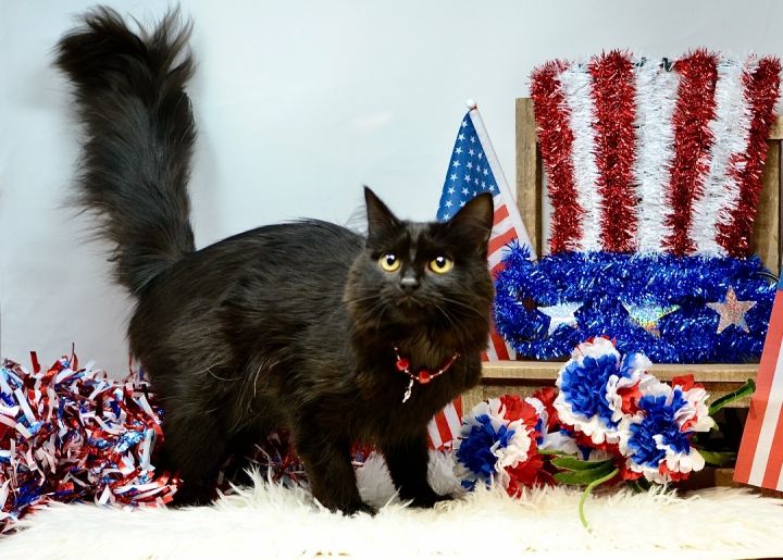 Charm, an adopted Domestic Long Hair in Sevierville, TN_image-3