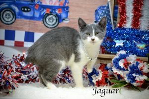 Jaguar 