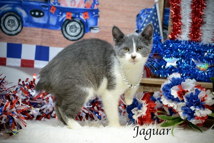 Jaguar , an adopted Domestic Medium Hair in Sevierville, TN_image-1