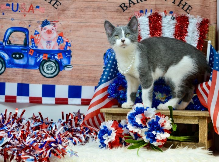 Jaguar , an adopted Domestic Medium Hair in Sevierville, TN_image-3