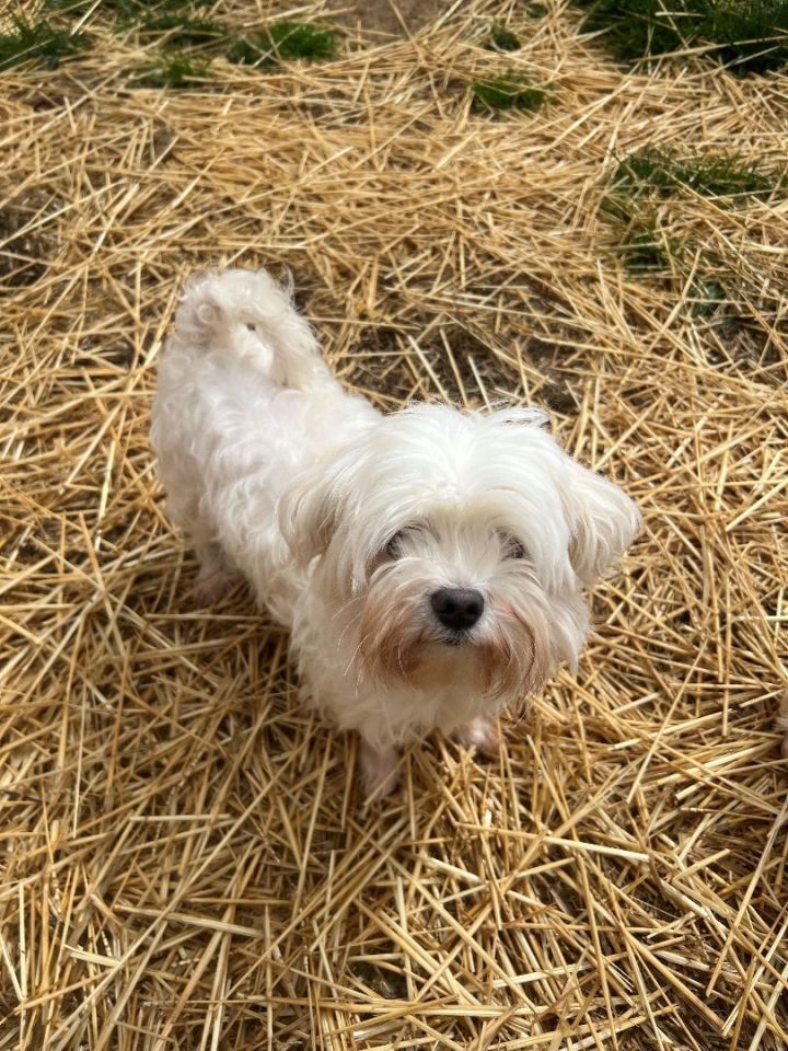Carla, an adopted Maltese in South Charleston, OH_image-1