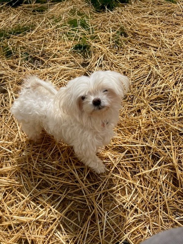 Beau, an adopted Maltese in South Charleston, OH_image-1