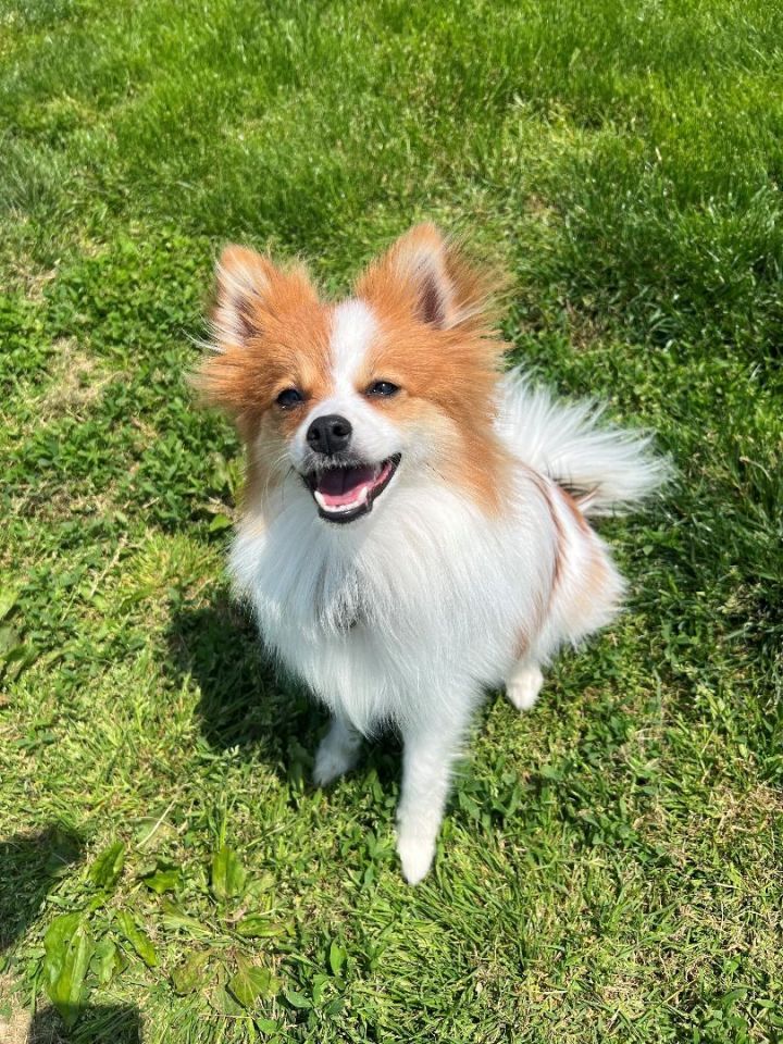 Pepper, an adoptable Pomeranian in South Charleston, OH_image-1