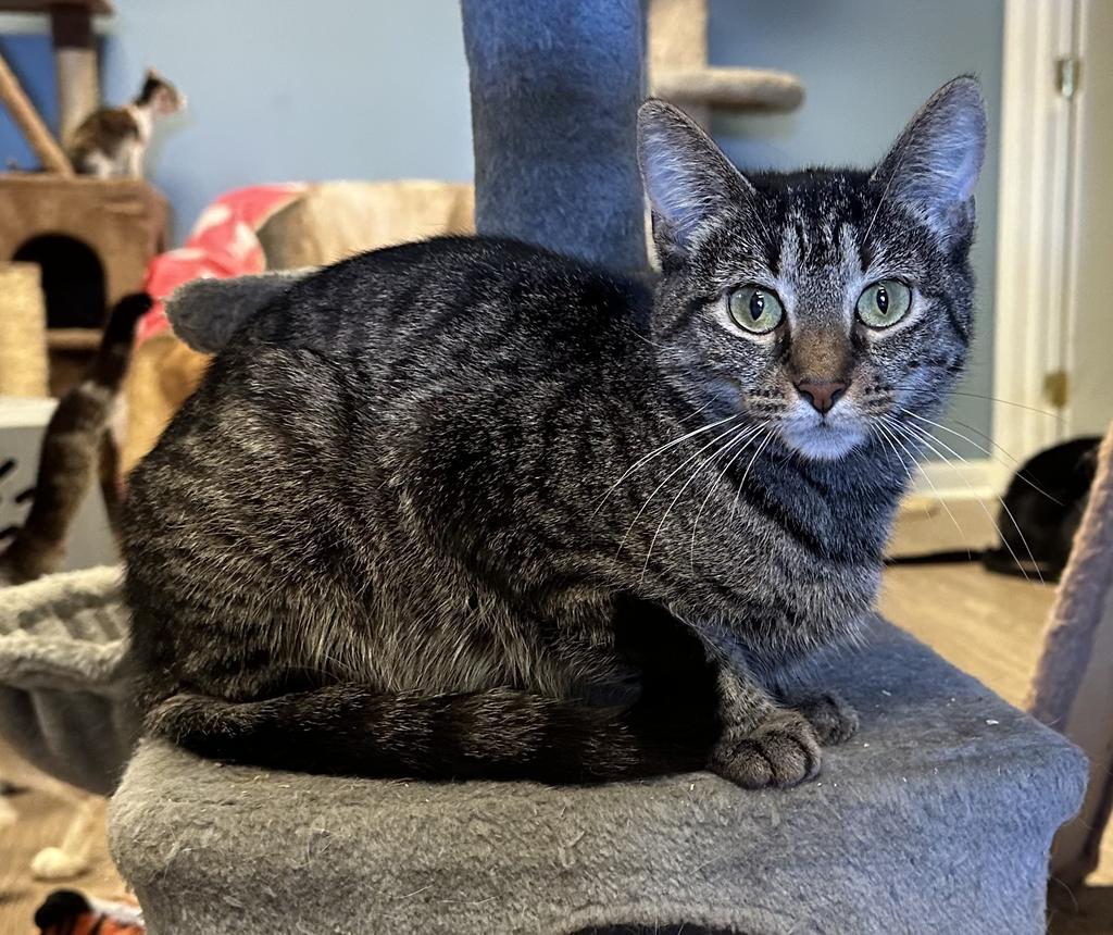 Lele, an adoptable Domestic Short Hair in LIberty, NY, 12754 | Photo Image 1