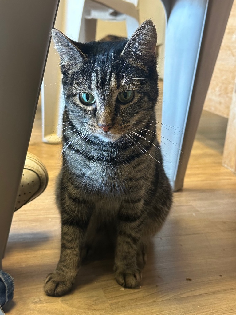 Lele, an adoptable Domestic Short Hair in LIberty, NY, 12754 | Photo Image 2