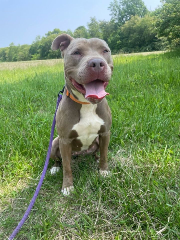 Karma, an adoptable Pit Bull Terrier Mix in South Charleston, OH_image-1