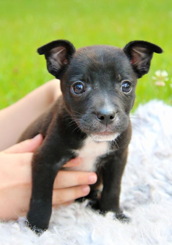 Dog for adoption - Willie, a Chihuahua & Patterdale Terrier / Fell ...