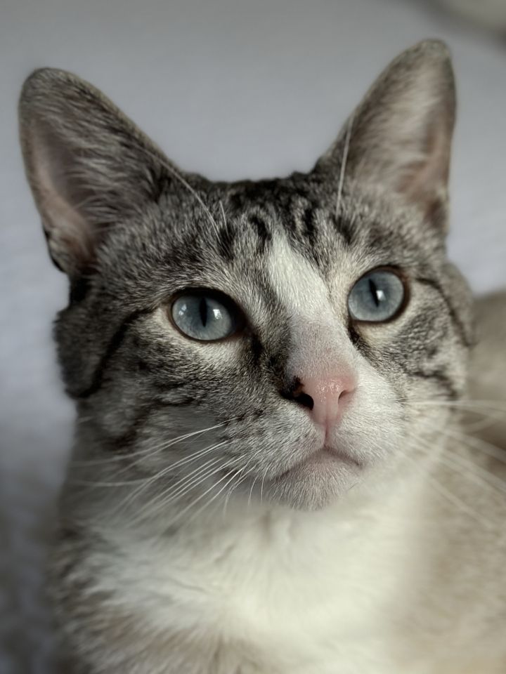 Frankie, an adoptable Siamese & Domestic Short Hair Mix in Minneapolis, MN_image-4