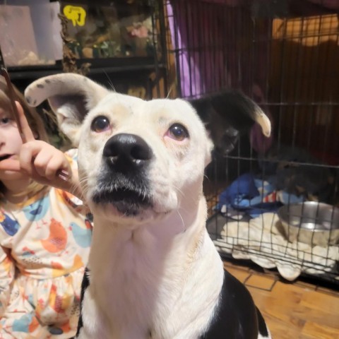 May May, an adoptable Dalmatian, English Bulldog in Pinson, TN, 38366 | Photo Image 5