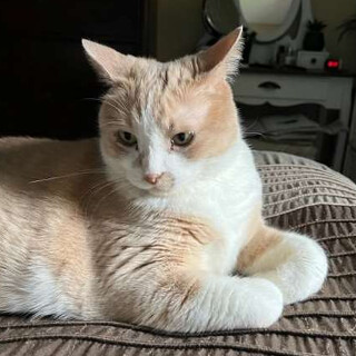 Joey Louie (Jojo) 1
