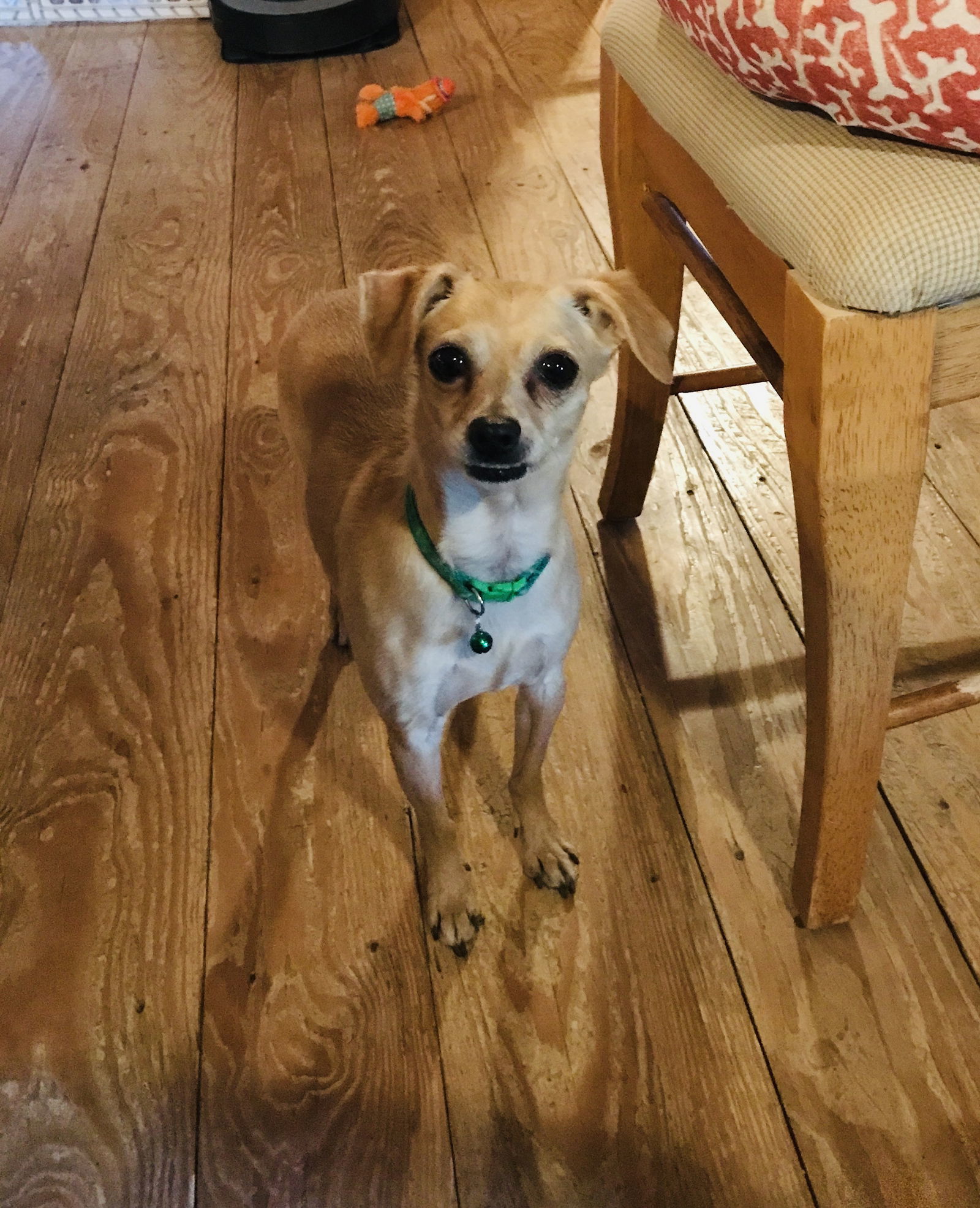 Pico, an adoptable Chihuahua in Denver, CO, 80224 | Photo Image 1