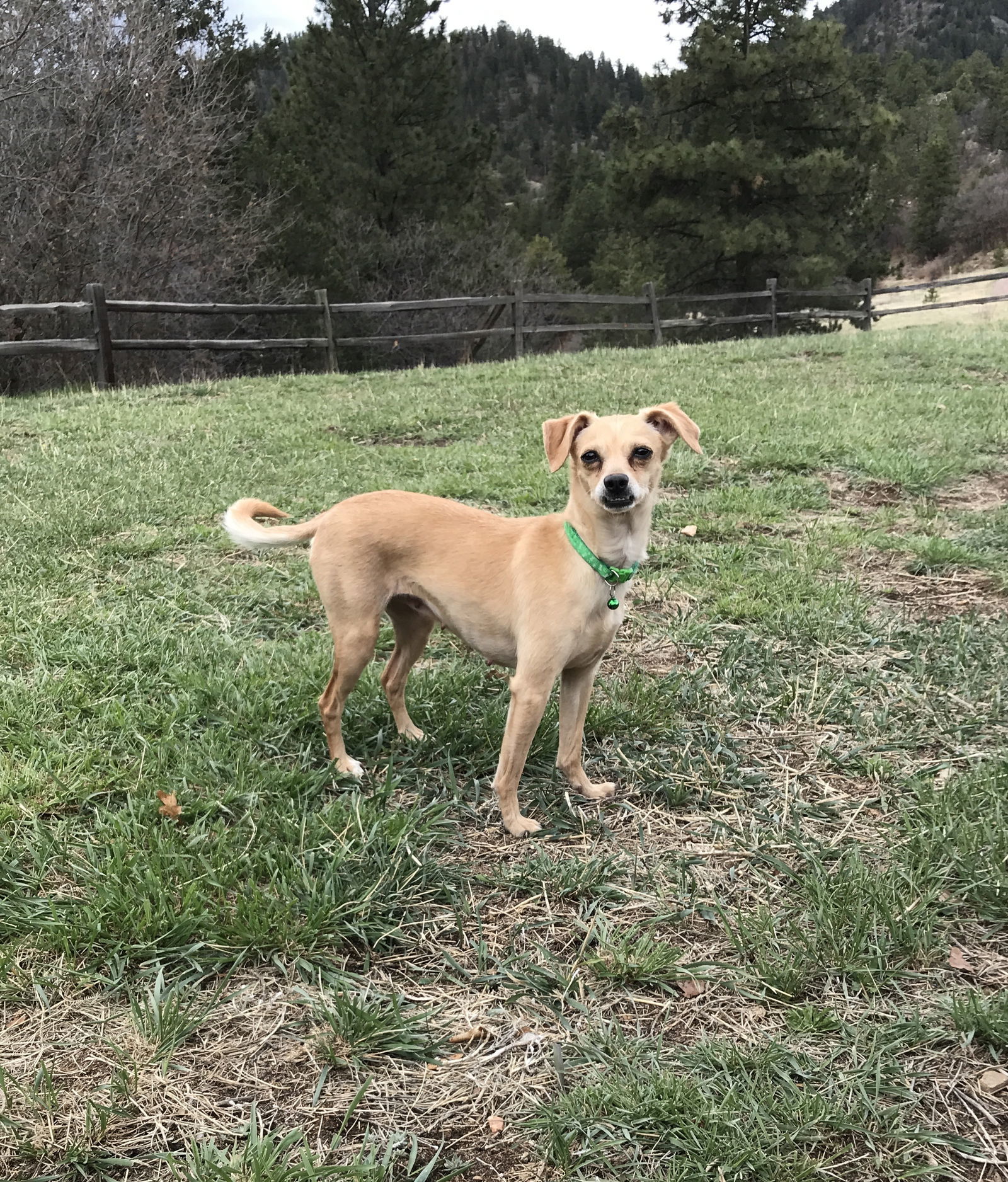 Pico, an adoptable Chihuahua in Denver, CO, 80224 | Photo Image 2