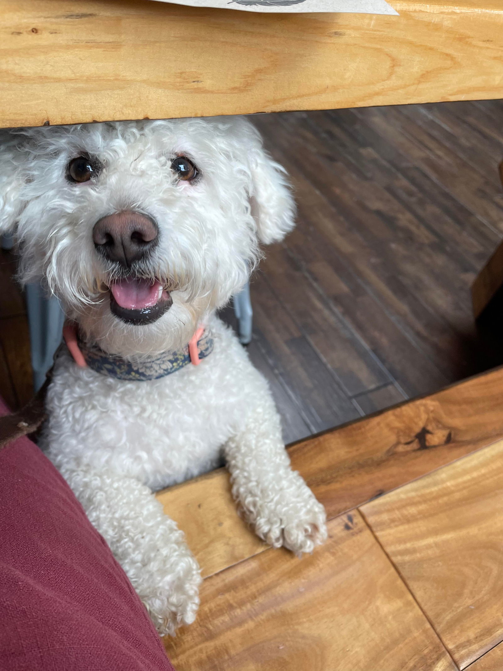 Sasha, an adoptable Bichon Frise, Poodle in San Francisco, CA, 94141 | Photo Image 1