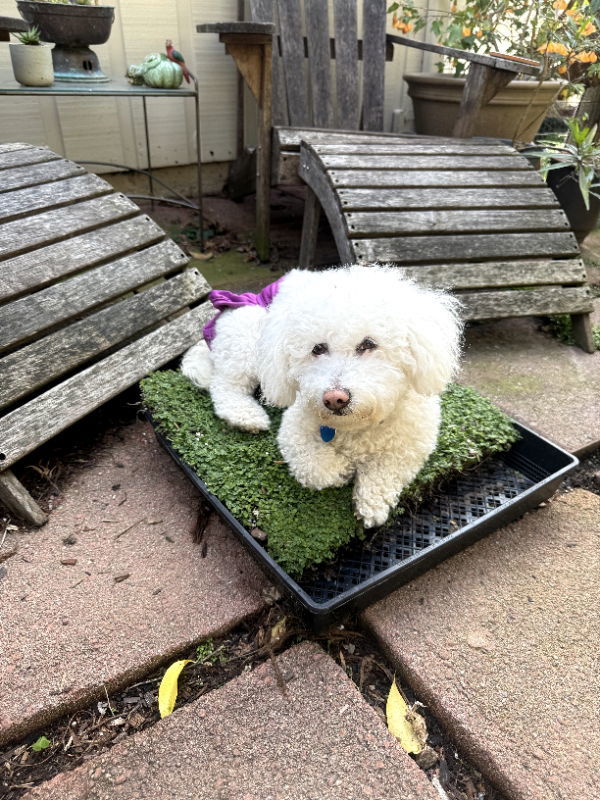 Sasha, an adoptable Bichon Frise, Poodle in San Francisco, CA, 94141 | Photo Image 1