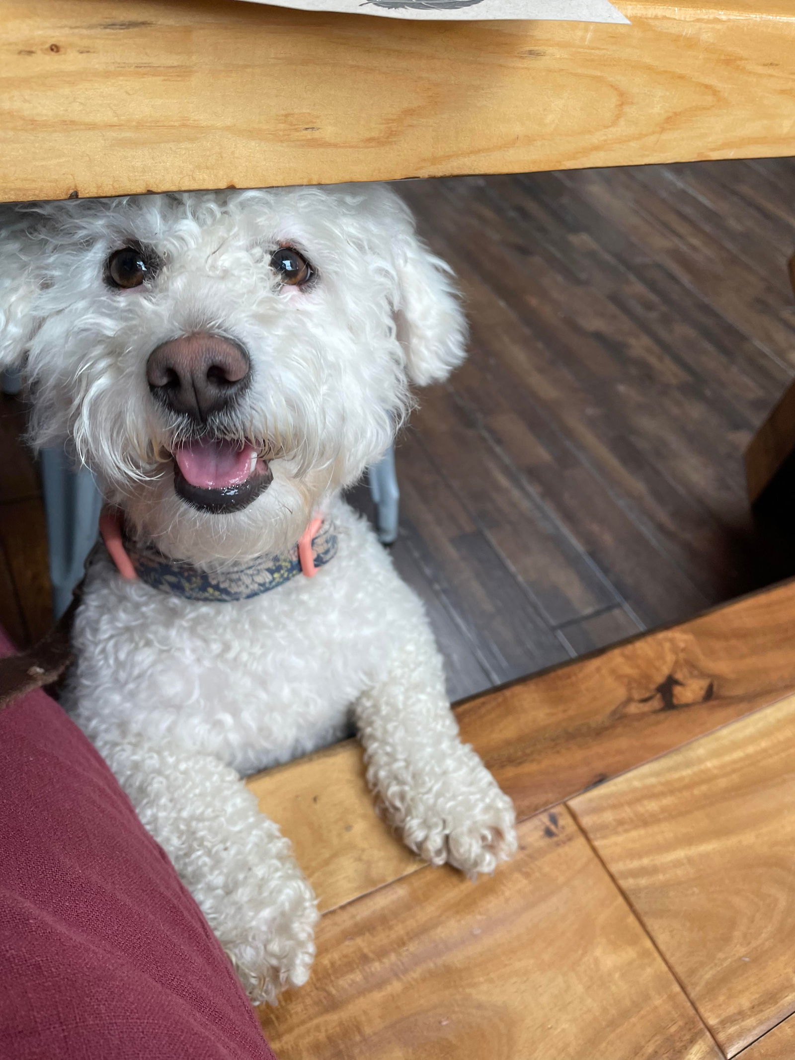 Sasha, an adoptable Bichon Frise, Poodle in San Francisco, CA, 94141 | Photo Image 2