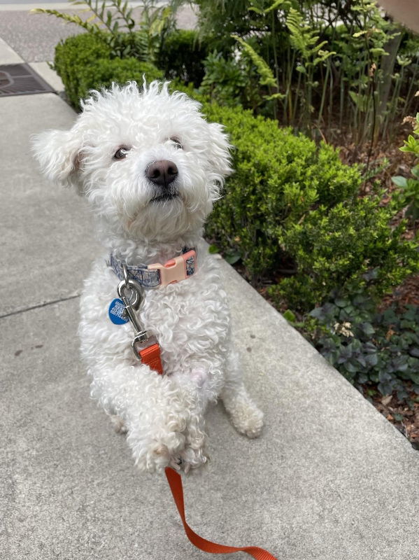 Sasha, an adoptable Bichon Frise, Poodle in San Francisco, CA, 94141 | Photo Image 3