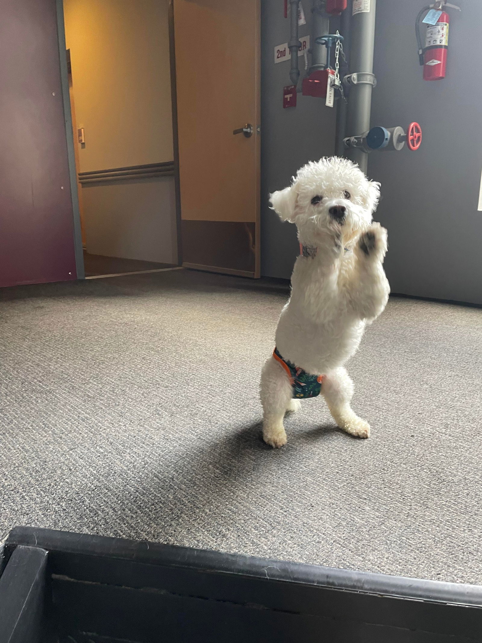 Sasha, an adoptable Bichon Frise, Poodle in San Francisco, CA, 94141 | Photo Image 3