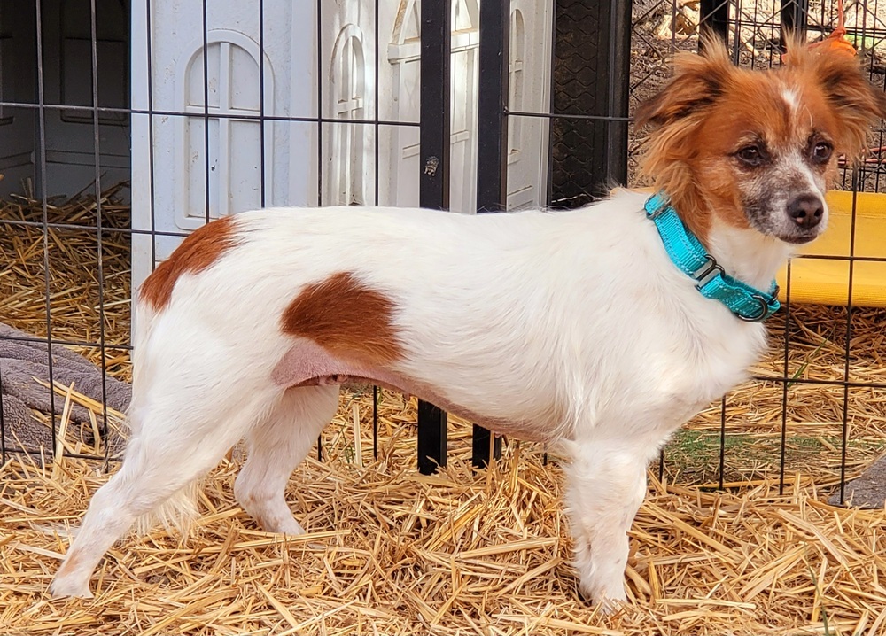 Ruby, an adoptable Dachshund, Cavalier King Charles Spaniel in Bend, OR, 97701 | Photo Image 1