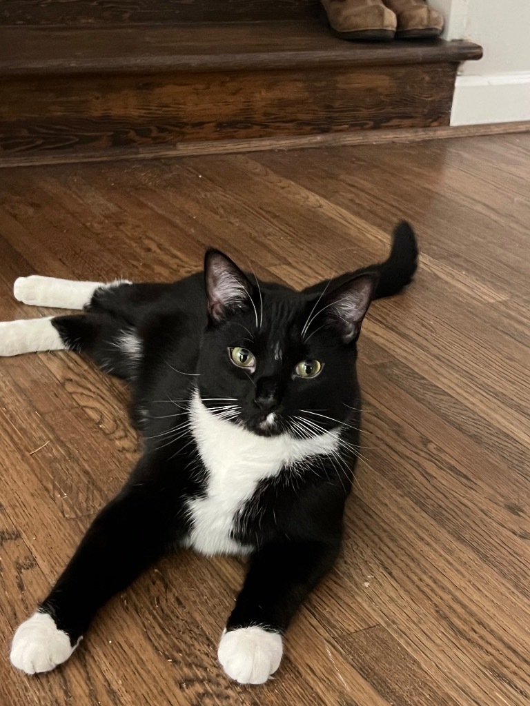 Sushi, an adoptable Domestic Short Hair in Hoover , AL, 35226 | Photo Image 1