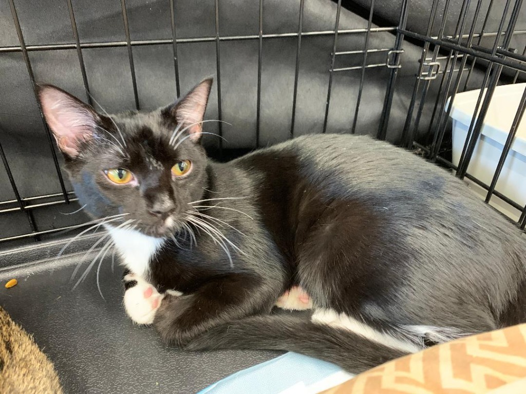 Sushi, an adoptable Domestic Short Hair in Hoover , AL, 35226 | Photo Image 5