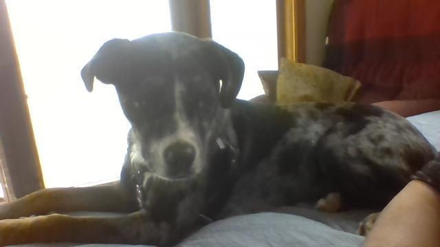 Ted, an adoptable Cane Corso & Australian Cattle Dog / Blue Heeler Mix in Blountville, TN_image-2