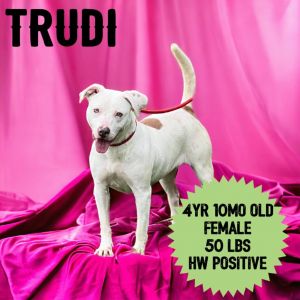 Trudi