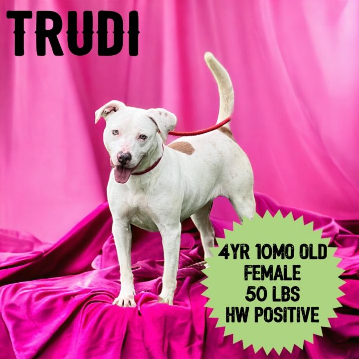 Trudi 1