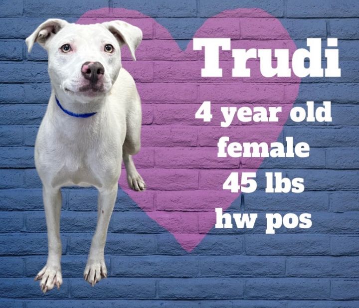 Trudi 3